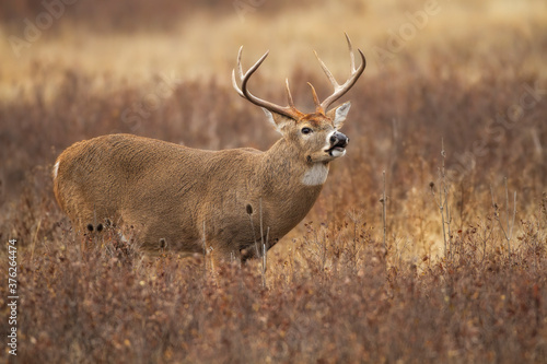 Whitetail Buck Flehmen Response
