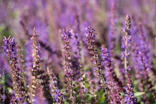Nahaufnahme Blüte des Salbeis, Salvia