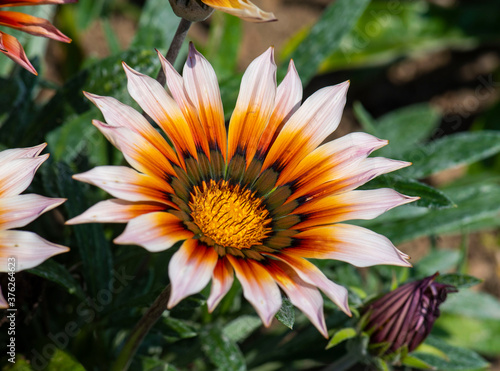 orange flower in the garden