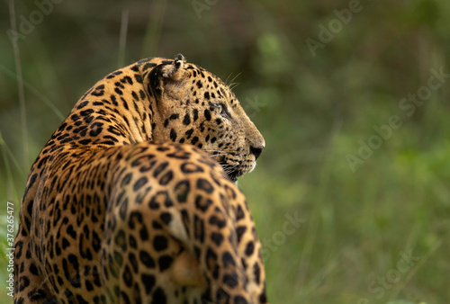 Portrait of a Leopard in green at Kabini Forest Reserve  India
