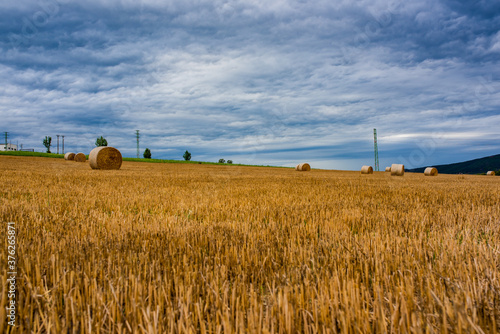 field of wheat