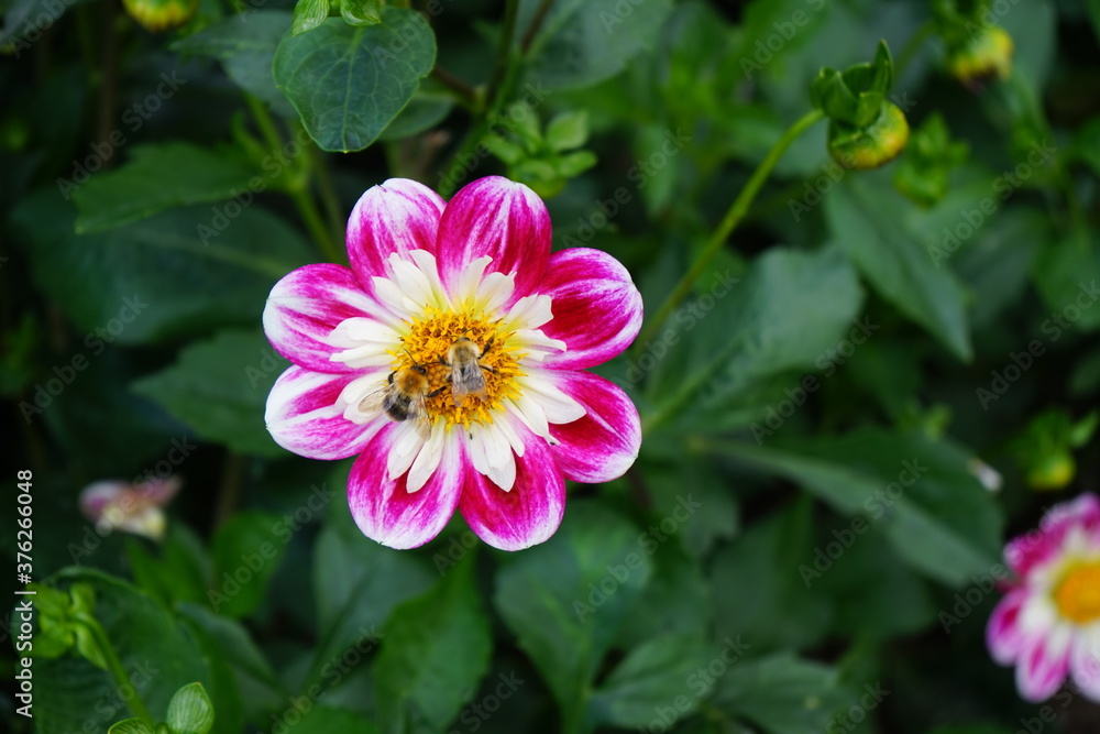 kleiine Dahlie mit einer Biene weiß gelb rosa kleiine Dahlie mit einer Biene weiß gelb rosa
