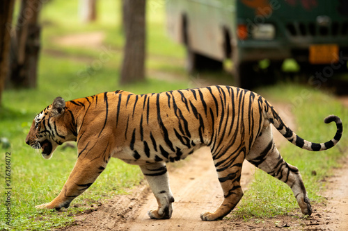 Tiger crossing the road at of Kabini Forest Reserve  India