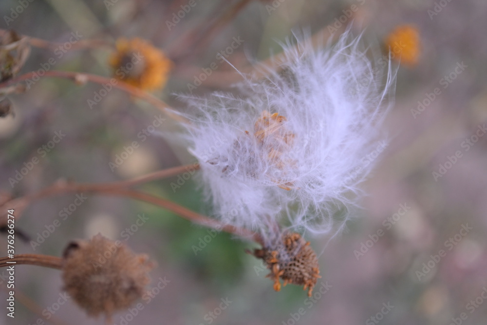 Obraz premium a feather on a dead flower in the wind