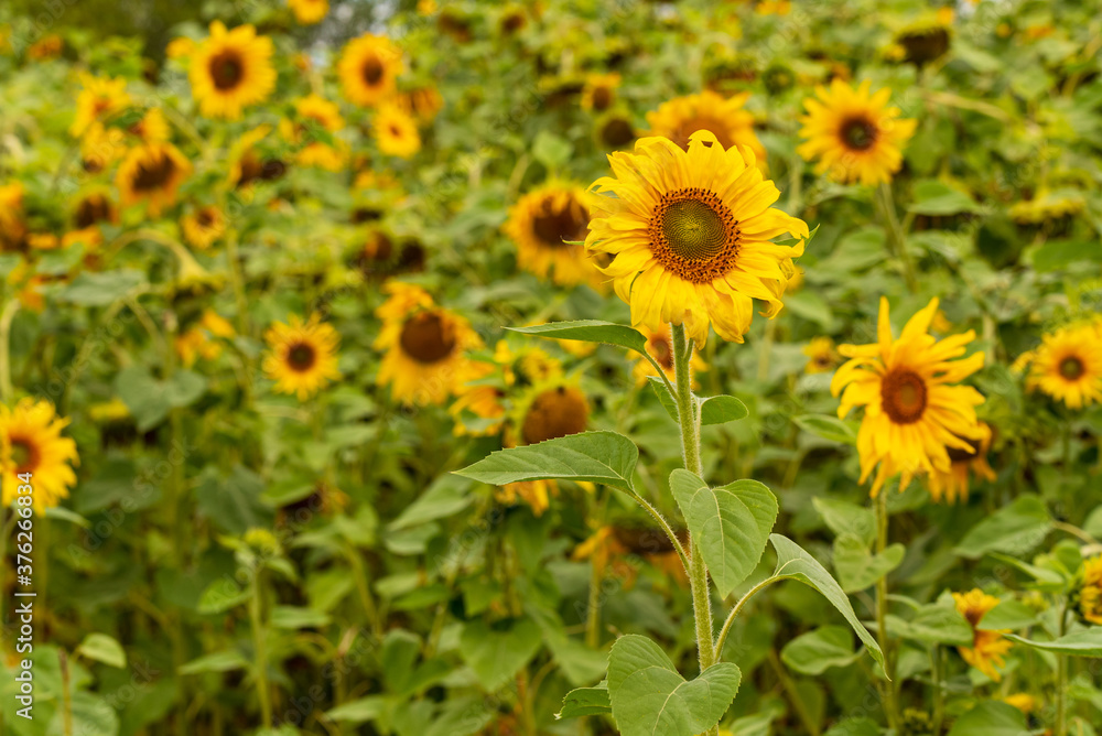 flower blossom with yellow petals and green leaves flower blossom with yellow petals and green leaves