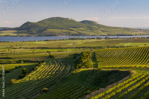 Spring vineyards under Palava near Sonberk, South Moravia, Czech Republic photo