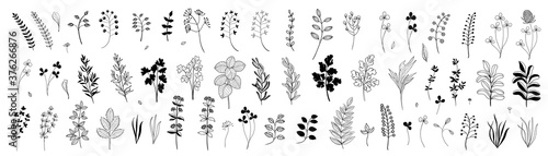 Set of hand drawn plants, leaves, flowers. Silhouettes of natural elements for seasonal backgrounds, templates, wallpaper, cards, banners. Modern design. Doodle style. Contemporary trendy vector icons