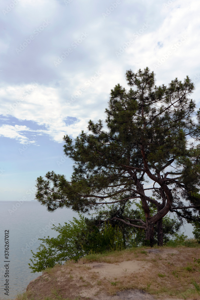 Pine tree grown on clay cliff on Dnipro river, Ukraine Pine tree grown on clay cliff on Dnipro river, Ukraine