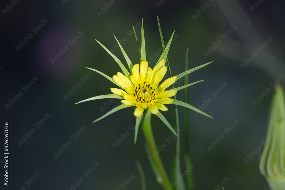 Yellow wildflower along the bank of the Laramie river. Yellow wildflower along the bank of the Laramie river.