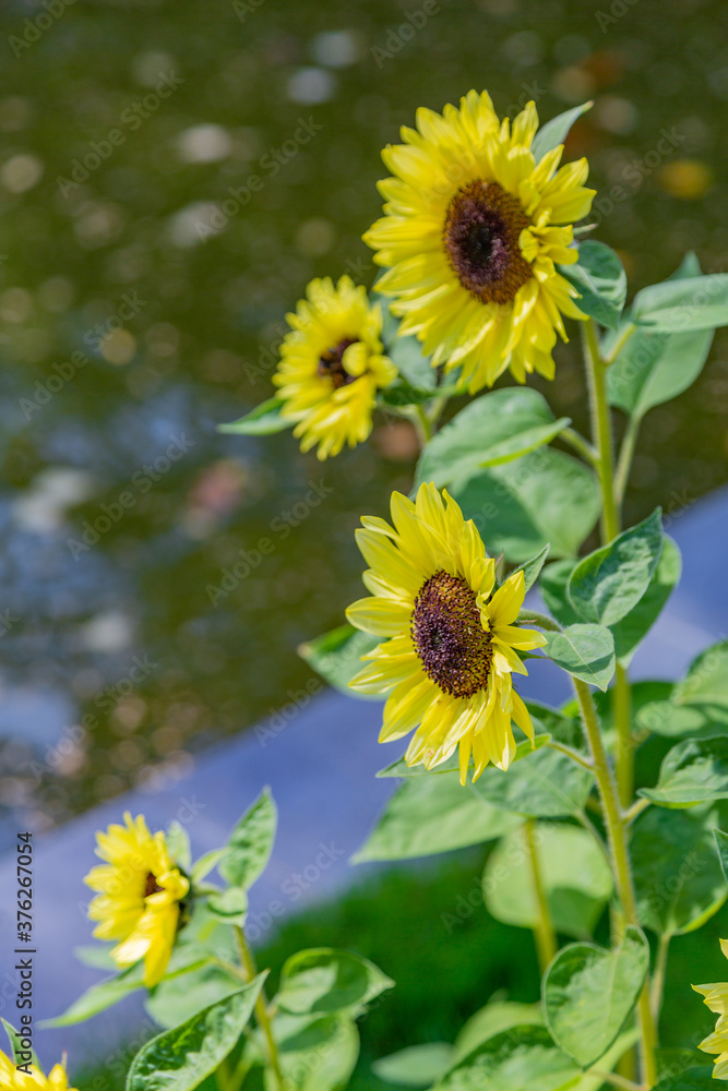 Yellow large sunflower on a bright summer day Yellow large sunflower on a bright summer day