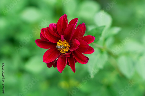 Red aster with a bee in the yellow center 