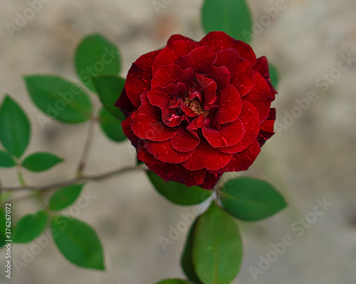 Red rose with pink freckles