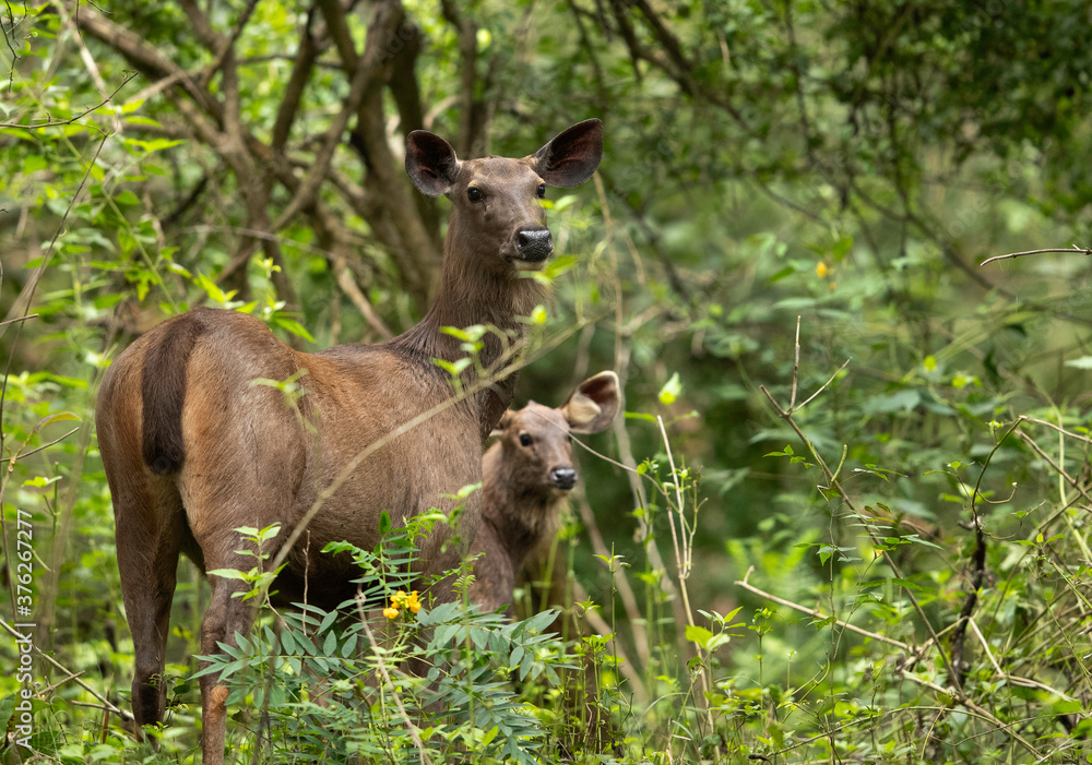 Fototapeta premium Sambar deers in the lush green forest of Kabini, India