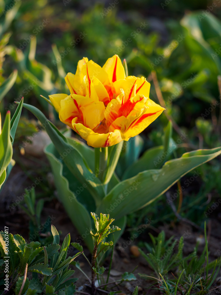 Tulipa Monsella - double-flowered tulip Tulipa Monsella - double-flowered tulip