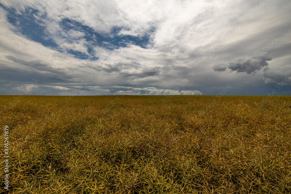 Champs de blés et Maïs, paysage de campagne nature sous les nuages