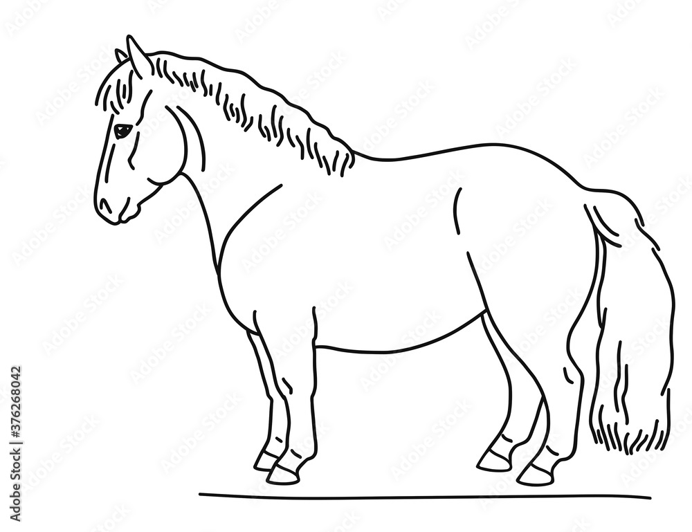 Fototapeta premium Scottish pony, drawing from the side