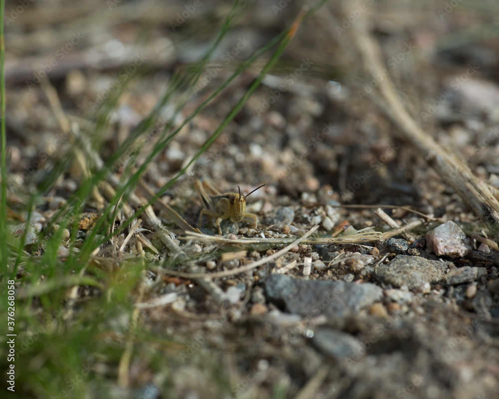 Grass hopper on the sand Grass hopper on the sand