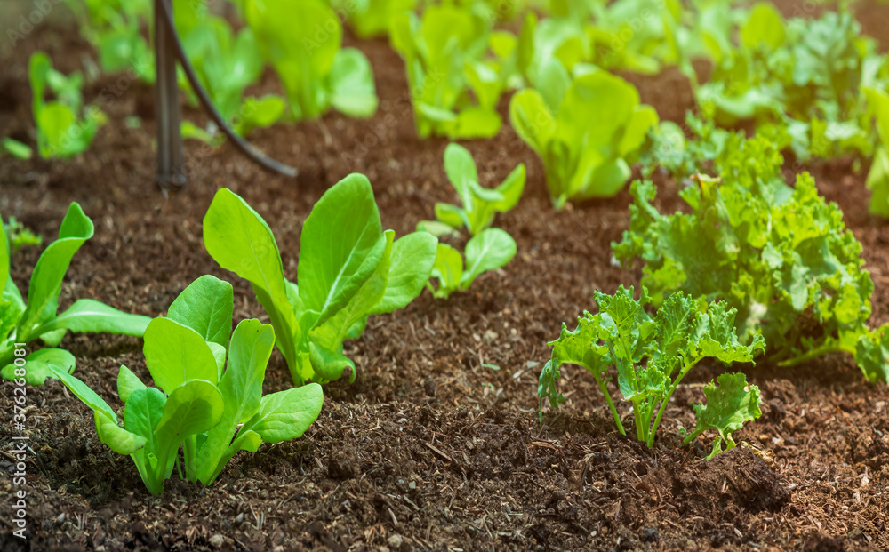 Selective focus at young green cos lettuce on foreground with frillice icebergs are growing in organic nursery plot Selective focus at young green cos lettuce on foreground with frillice icebergs are growing in organic nursery plot