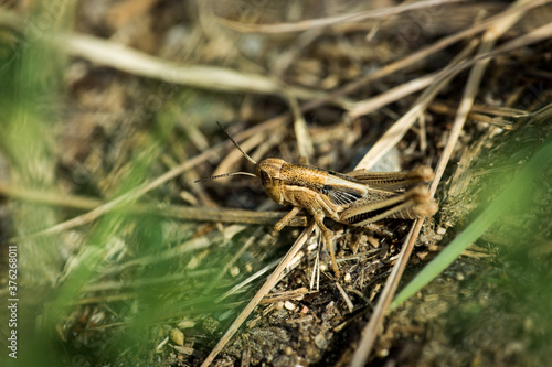 Macro of brown grass hoper on the river bank photo