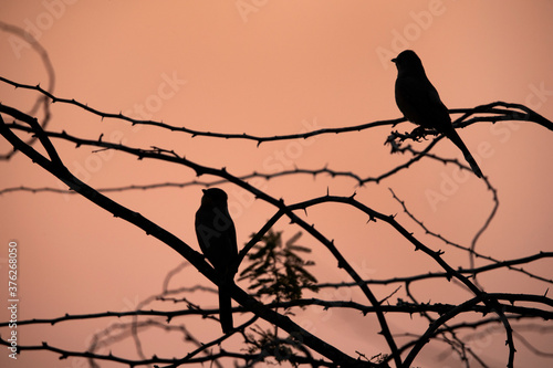 Silhouette of Grey Hypocolius peched on acacia tree in the morning, Bahrain photo