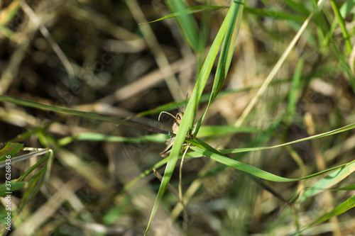 Grasshopper trying to hide behind a blade of grass. © pattersonic