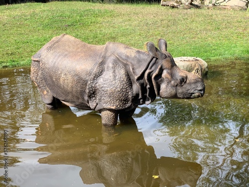rhino in water
