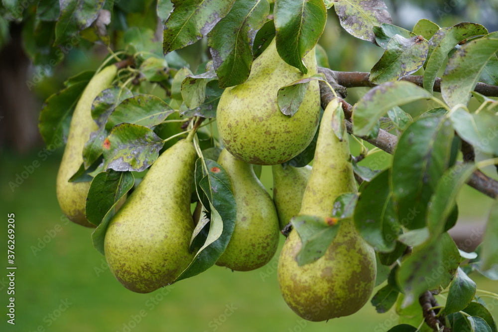 pear on tree pear on tree
