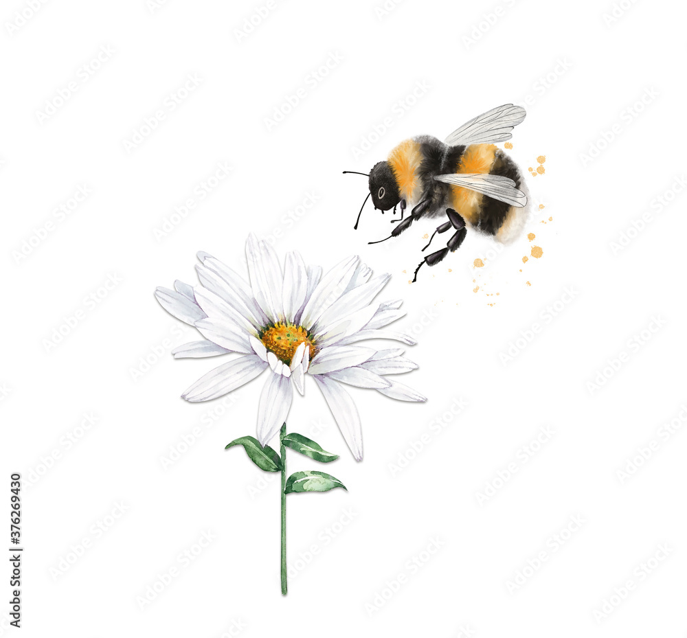 Obraz na płótnie illustration of an insect striped bumblebee sits on a white chamomile flower, cl