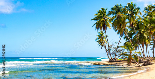 Fototapeta Naklejka Na Ścianę i Meble -  Palm trees on the wild tropical beach in Dominican Republic. Vacation travel background. Banner format