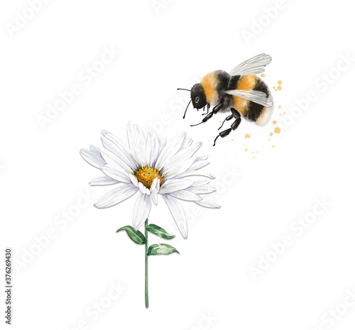 Foto illustration of an insect striped bumblebee sits on a white chamomile flower, cl