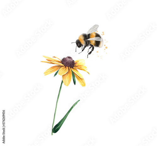 Illustration of a striped bumblebee insect sitting on a yellow chamomile flower, Fototapeta