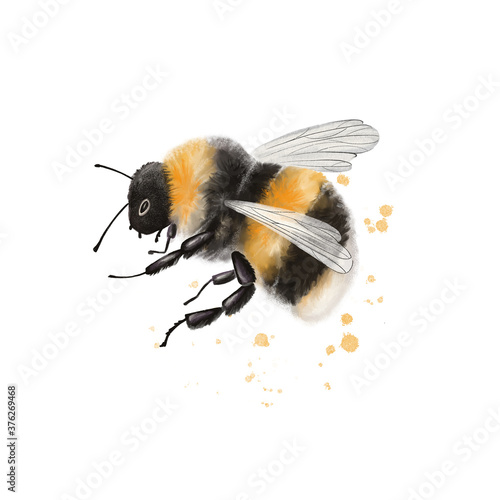 Leinwand Poster illustration of a striped bumblebee insect, close up on a white background