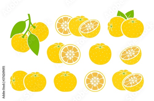 Yuzu fruit logo. Isolated yuzu fruit on white background