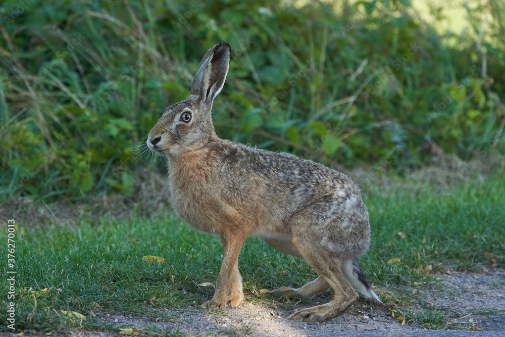 Fototapeta premium European Hare Lupus europaeus in evening light on a field