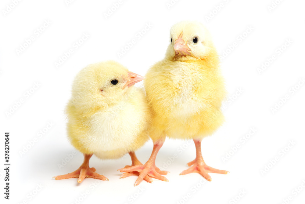 Two little  chicken