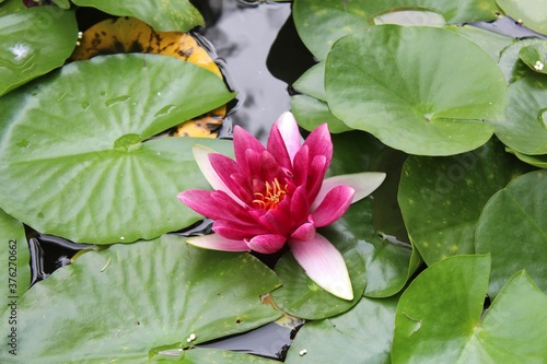 pink water lily
