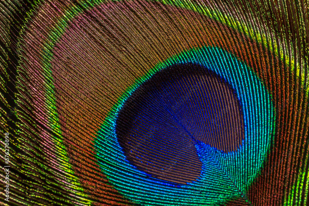 Fototapeta premium Detailed photo of a beautiful vivid peacock feather
