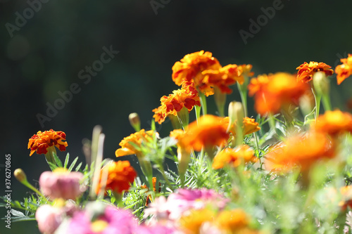 Orange marigold flowers in a garden