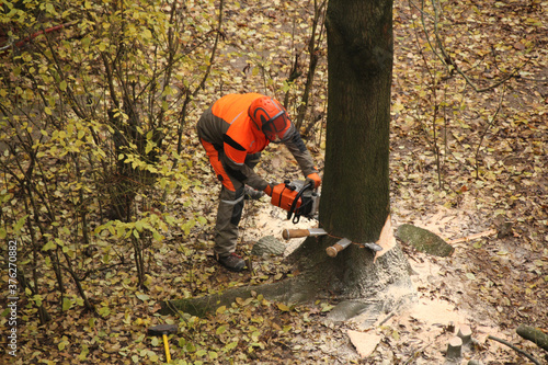 worker in an orange jacket and work pants saws a thick tree trunk with a saw, an environmental concept, industrial garden work