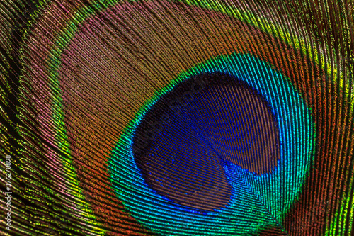 Detailed photo of a beautiful vivid peacock feather