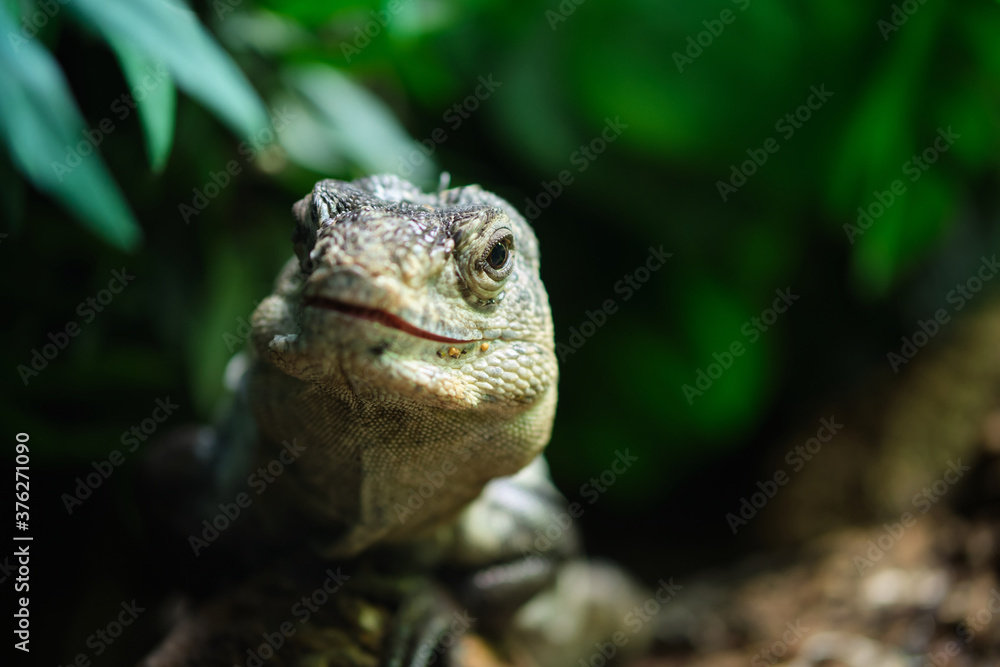 Ctenosaura bakeri, also known as the Utila iguana, Baker's spinytail iguana, swamper or wishiwilly del suampo, is a critically endangered species of spinytail iguana endemic to the island of Utila. Ctenosaura bakeri, also known as the Utila iguana, Baker's spinytail iguana, swamper or wishiwilly del suampo, is a critically endangered species of spinytail iguana endemic to the island of Utila.