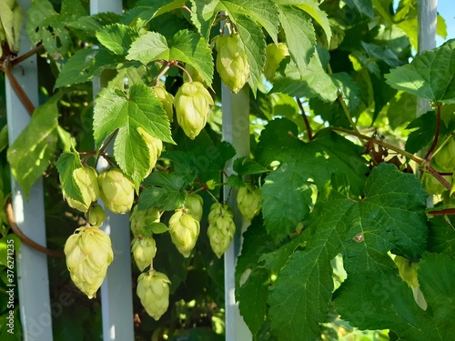 green leaves on a fence