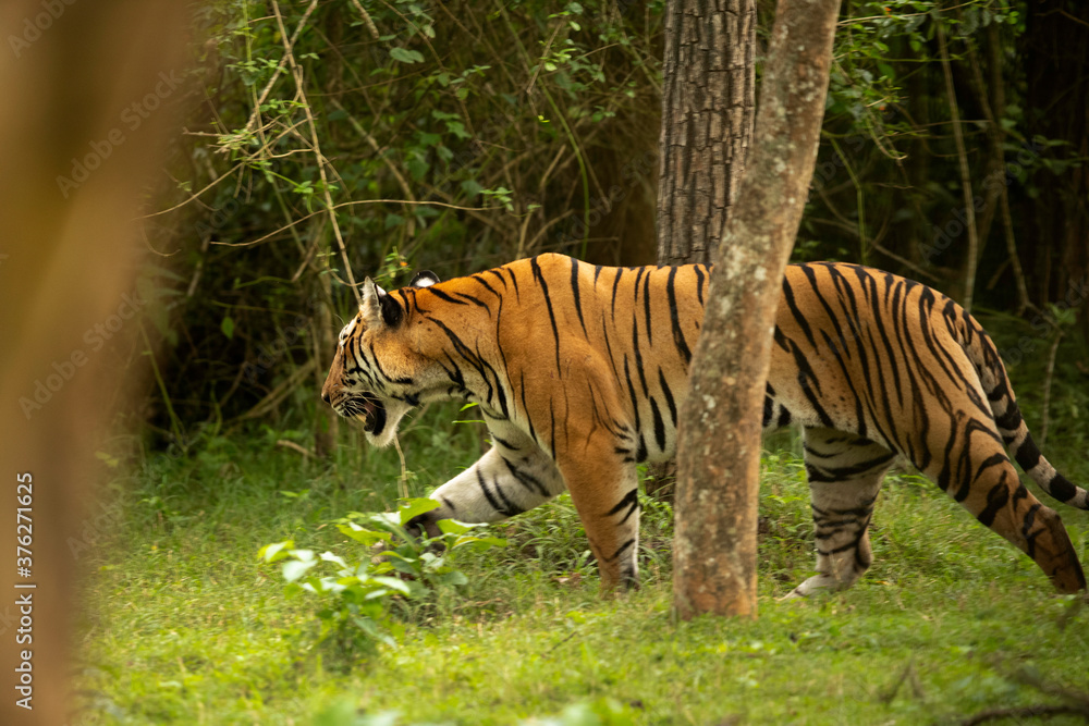 Tiger going inside the lush green forest of Kabini Tiger Reserve, India ...