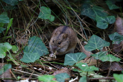 A field mouse in the wild Apodemus agrarius