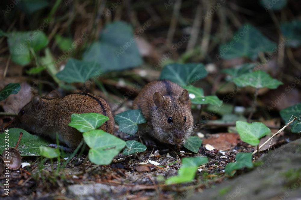 A field mouse in the wild,Apodemus agrarius A field mouse in the wild,Apodemus agrarius