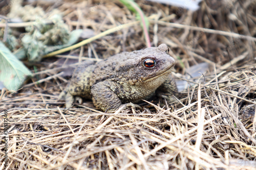 Common toad prepares to jump, sitting on the hay, close-up Common toad prepares to jump, sitting on the hay, close-up
