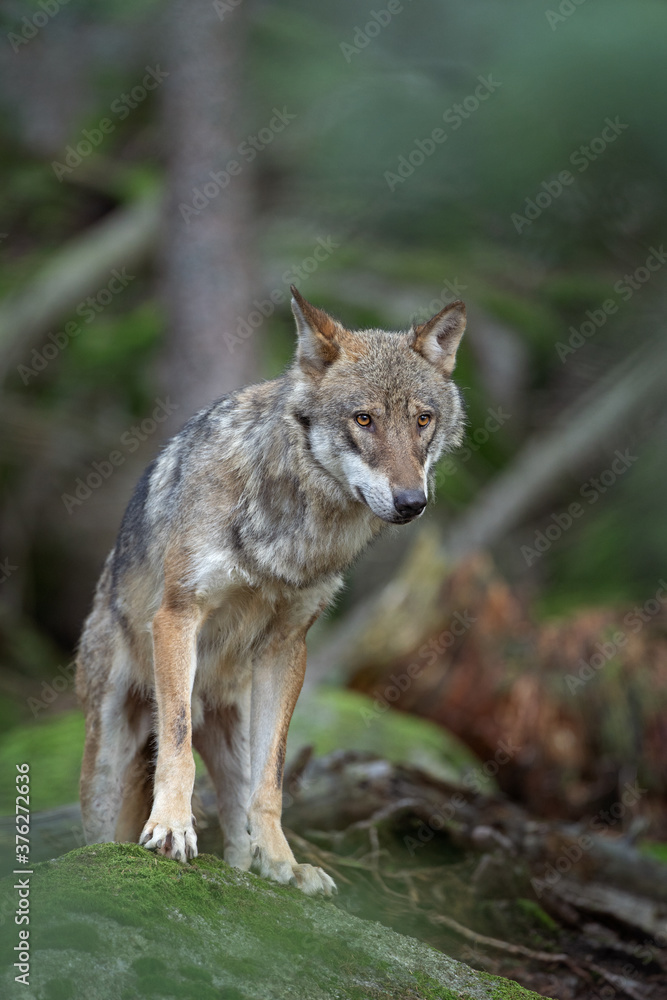 Wolf in the dark forest. Wolf during the day. Rare predators have a rest in the forest. European nature during summer. 