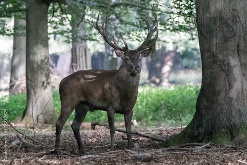 a large buck red deer in the woods
