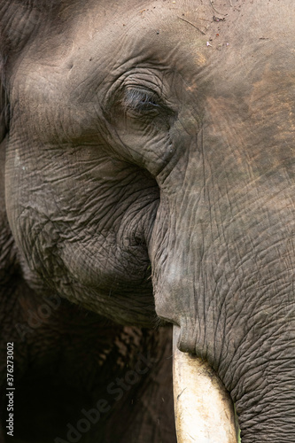 Closeup of a asiatic elephant at Kabini Tiger Reserve, India