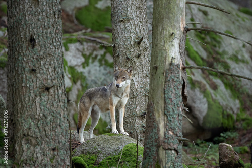 Wolf in the dark forest. Wolf during the day. Rare predators have a rest in the forest. European nature during summer. 